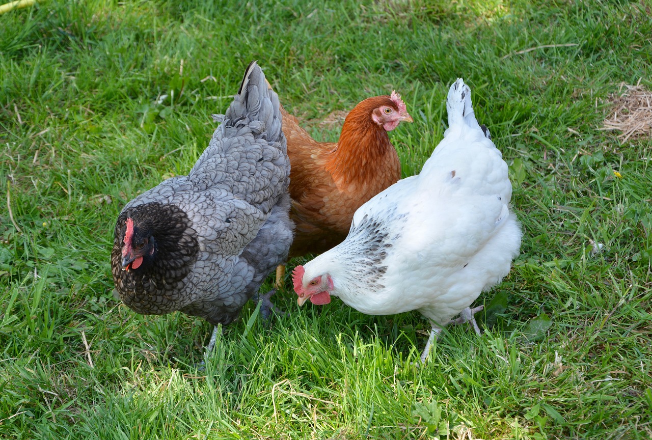 poules